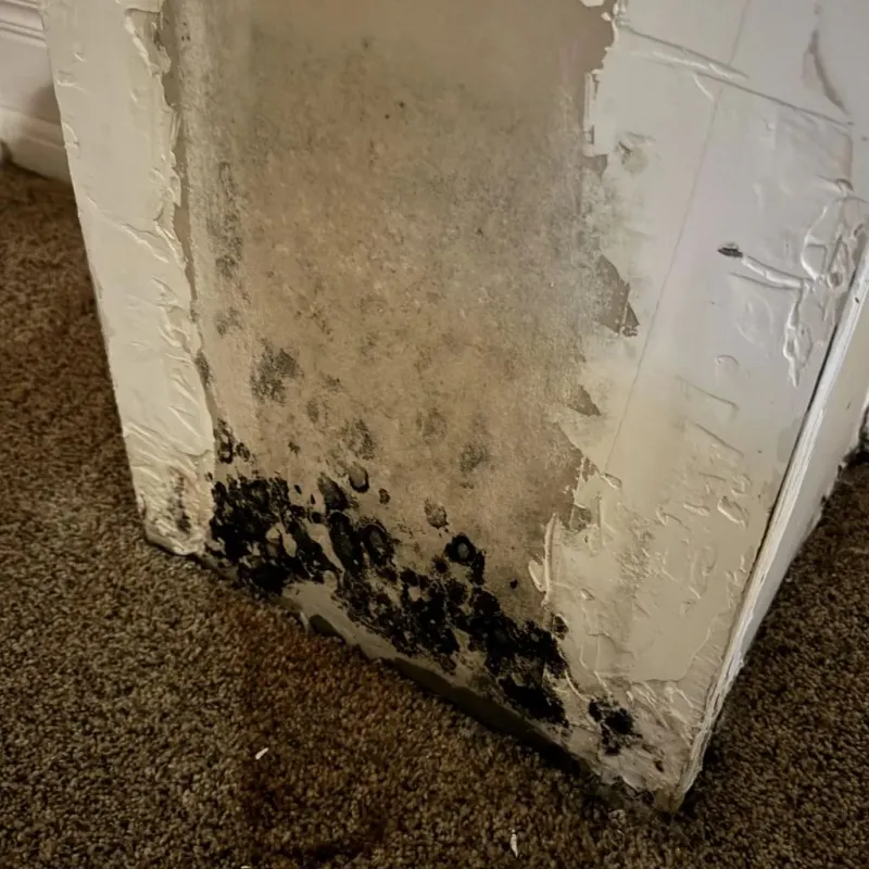 Professional Mold Removal in Montgomery, OH